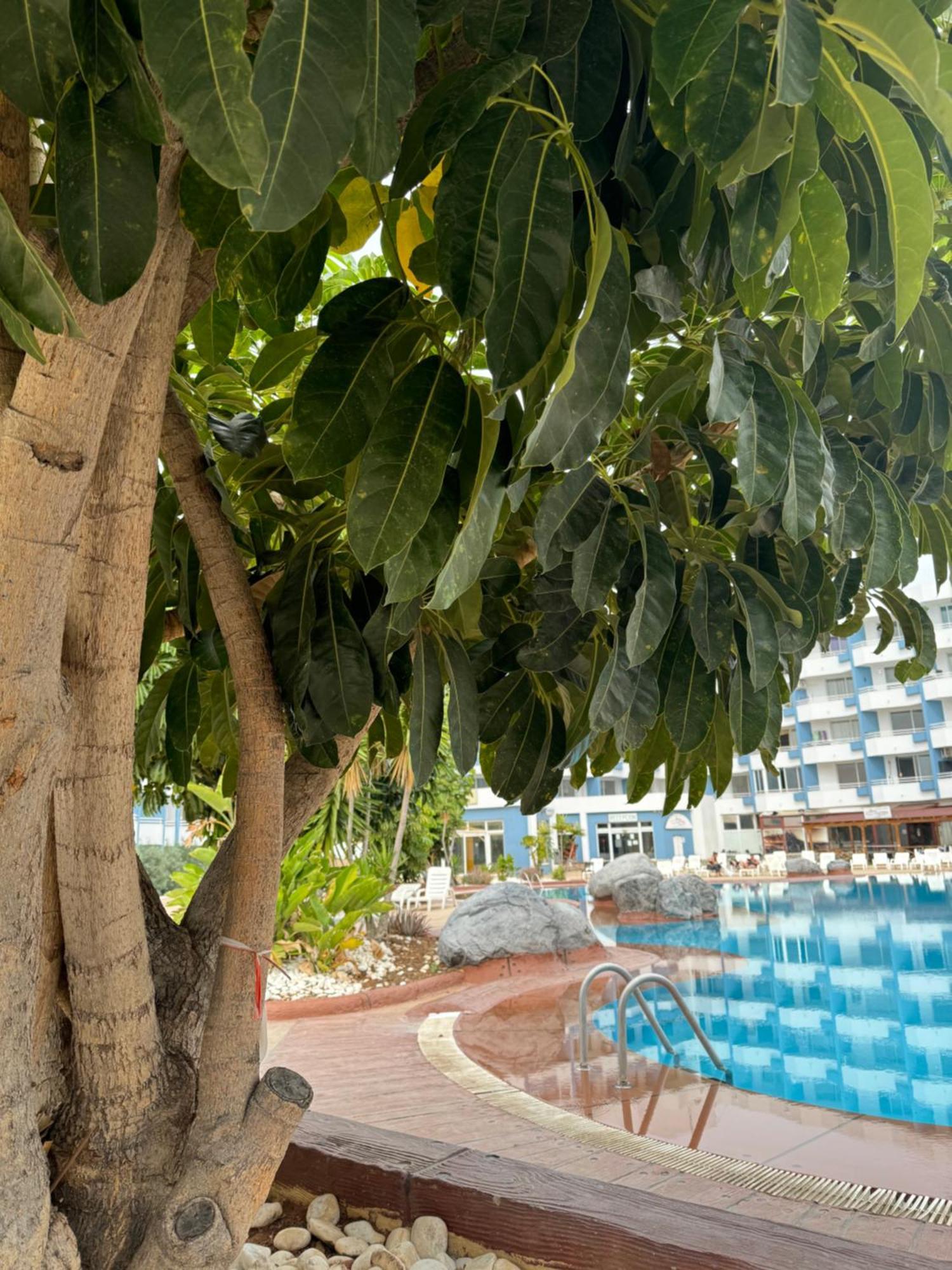 Island Paradise At Green Park San Miguel de Abona Dış mekan fotoğraf